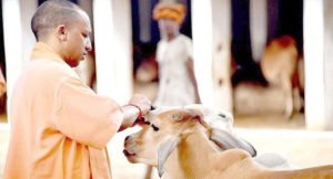 yogi-cow