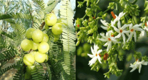 Amla-and-Parijat
