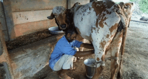 Dairy