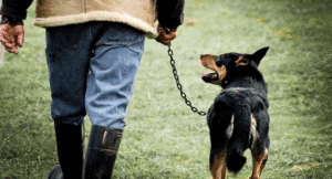Pet-dog-covid