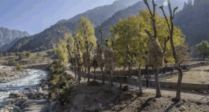 roshni-act