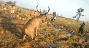 Barasingha-02