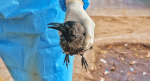 Bird-Flu12-1