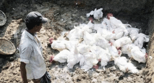 Bird-flu-6-1