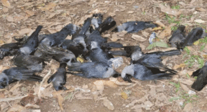 Bird-flu0
