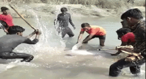 Dolphin