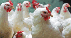 chicken