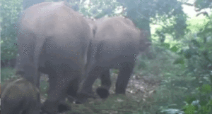 Elephant-Family