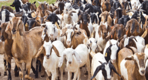 Goat-Bank