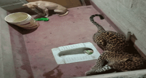 Leopard-and-dog