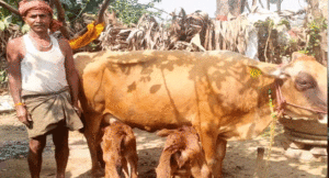 cow