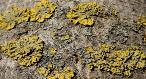 Yellow-fungus
