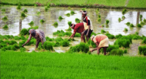 kisan20