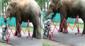 Elephant