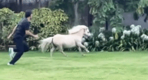 MS-Dhoni-horse