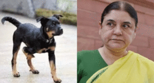 Maneka-Gandhi