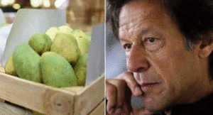 Mango-Diplomacy-Pak