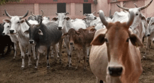 cow-1