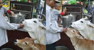 cow-gol-gappe