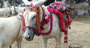 donkey