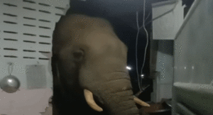 elephant0