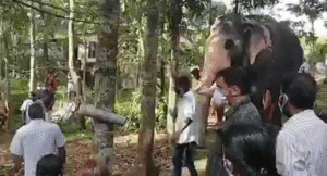 hathi