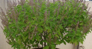 tulsi