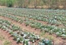 प्रदेश में सब्जी, फल-फूलों की खेती में भी शून्य प्रतिशत की दर से अल्पकालीन ऋण की सुविधा