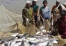 छत्तीसगढ़ की नवीन मछली पालन नीति केबिनेट में मंजूर