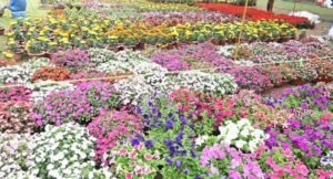flower-and-vegetable-exhibition