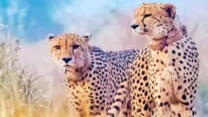 Kuno-National-Park-Cheetah
