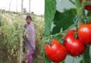 किसान के खेत से 2.5 लाख के टमाटर हुए चोरी, कर्ज लेकर की थी बुआई, बिकने से पहले खेत से गायब