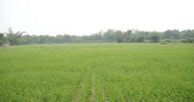 विशेष लेख : छत्तीसगढ़ रजत महोत्सव : 25 वर्षों की गौरवशाली कृषि यात्रा’