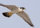 उदंती-सीतानदी में दिखा दुनिया का सबसे तेज़ उड़ने वाला पक्षी पेरेग्रीन फाल्कन