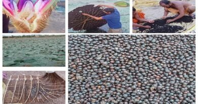 धमतरी, बालोद, महासमुंद और गरियाबंद जिलों में शुरू हुई मखाना विकास योजना, 178 लाख की राशि स्वीकृत