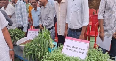 हरी खाद से बदल रही खेती की तस्वीर , कम लागत, बेहतर मुनाफा और स्वस्थ मिट्टी