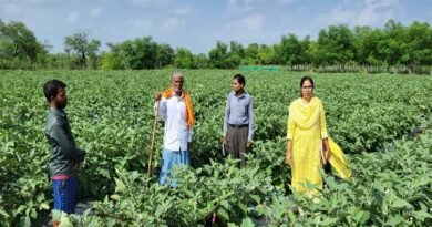 राष्ट्रीय कृषि विकास योजना , छोटे खेत में ग्राफ्टेड बैंगन की खेती से बड़ा मुनाफा
