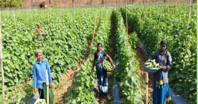 खीरा की खेती ने बदली सुभद्रा की जिंदगी