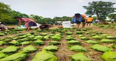 सुकमा में तेंदूपत्ता संग्रहण तेज़ी से जारी, 35 हजार से अधिक बोरे का हुआ संग्रहण