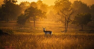 “मन की बात” में छत्तीसगढ़ का निरंतर जिक्र गौरव की बात : मुख्यमंत्री विष्णु देव साय