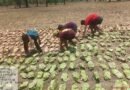बीजापुर में तेंदूपत्ता संग्रहण का आगाज
