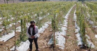 करेले की खेती ने बदली तकदीर धान से सात गुना अधिक हुई आय