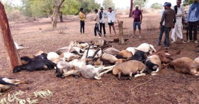 धमतरी में आकाशीय बिजली से 40 भेड़-बकरियों की मौत