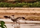 सरगुजा की आर्द्रभूमि में फिर दिखा राष्ट्रीय गौरव पक्षी सारस क्रेन