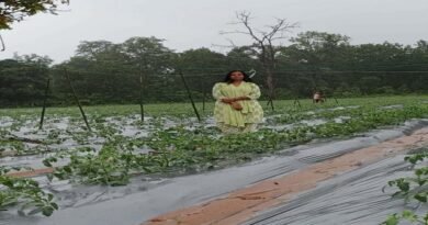 ड्रिप सिंचाई और मल्चिंग ने बदली महिला किसान की तकदीर