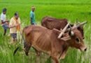 अपनी माटी और खेती-किसानी से मुख्यमंत्री विष्णु देव साय का आत्मीय जुड़ाव
