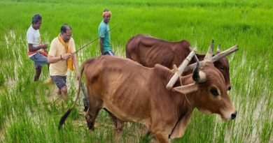 अपनी माटी और खेती-किसानी से मुख्यमंत्री विष्णु देव साय का आत्मीय जुड़ाव