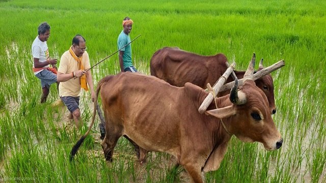 अपनी माटी और खेती-किसानी से मुख्यमंत्री विष्णु देव साय का आत्मीय जुड़ाव