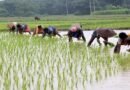 प्रदेश में लक्ष्य का 97 प्रतिशत बोनी पूर्ण