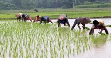 प्रदेश में लक्ष्य का 97 प्रतिशत बोनी पूर्ण